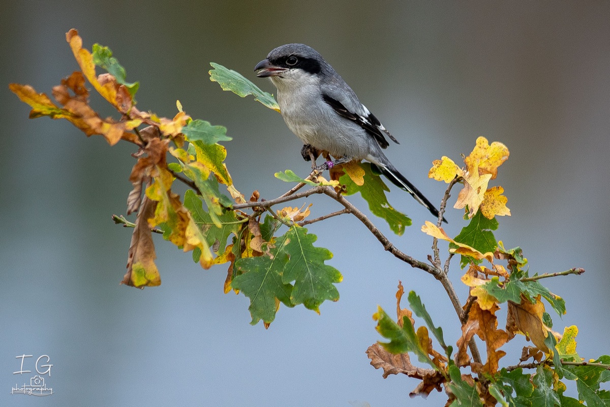 AK6I1877 31 oktober 2021 1541 50